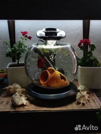 Петушок, аквариум, аквариумный комплекс