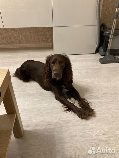 Русский спаниель вязка