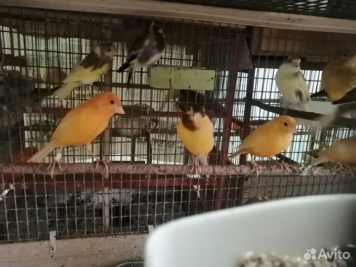 Канарейки овсяночного напева