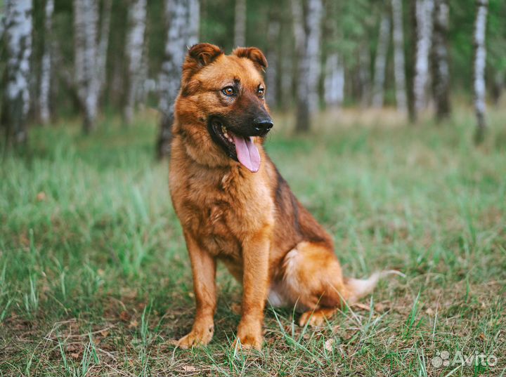 Очень умный пёс томится в приюте