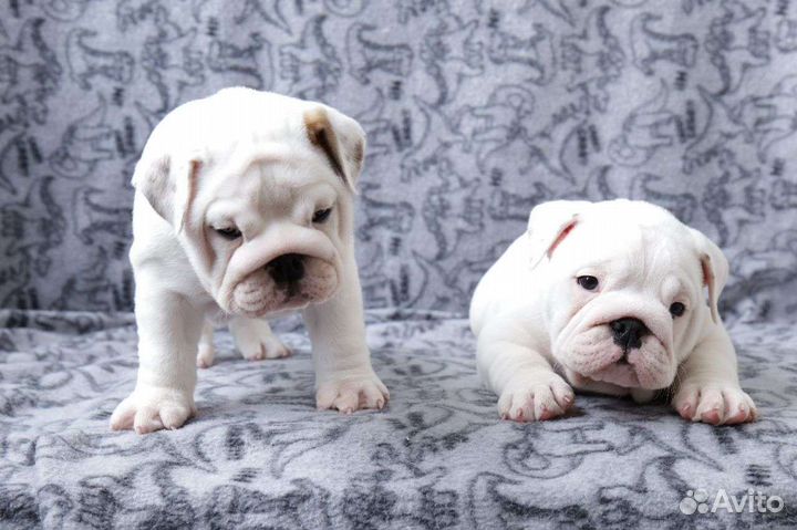 Английский бульдог