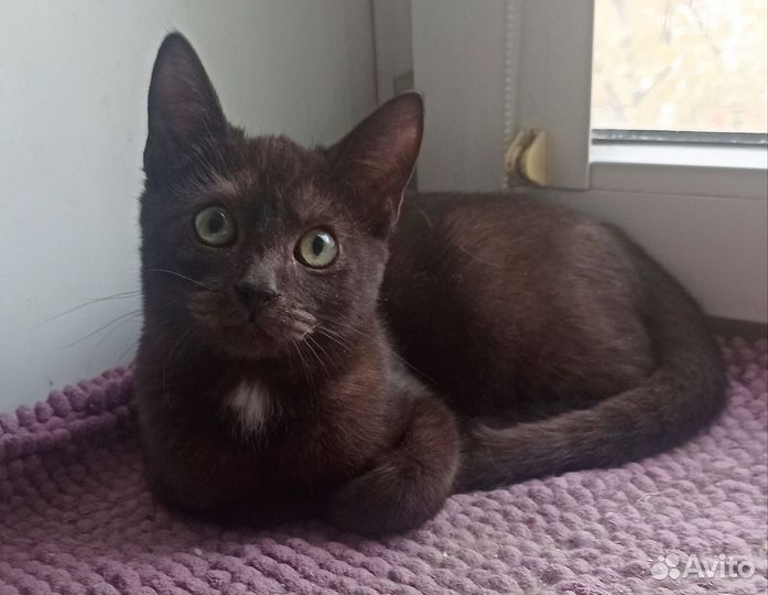 Кот ищет дом