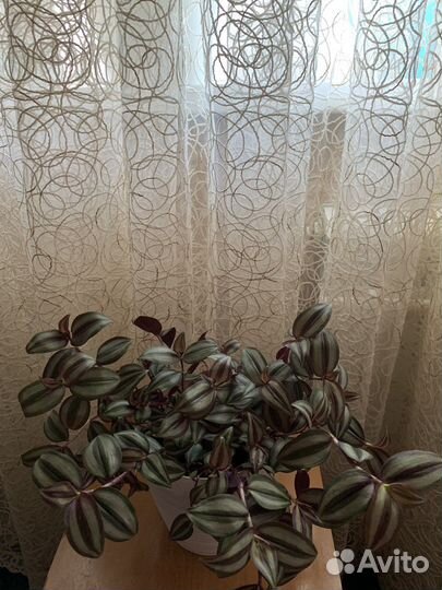 Традесканция зебрина