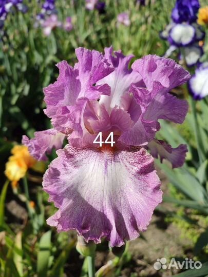 Ирисы бородатые сортовые