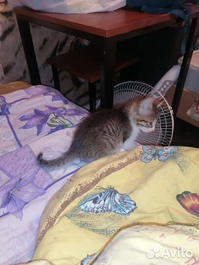 Котенок мальчик