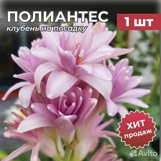 Полиантес тубероза