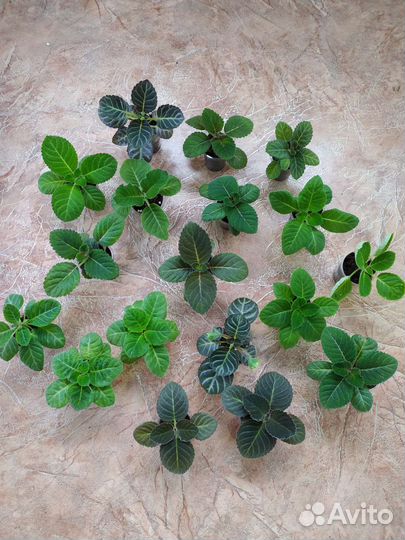 Глоксинии детки