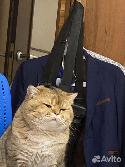 Британская золотая шиншилла вязка