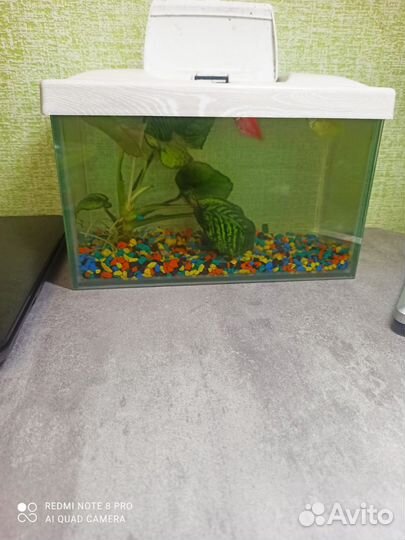 Рыбки тернеция