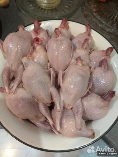 Мясо перепелов