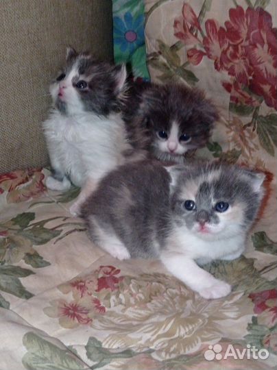 Шотландские вислоухие котята