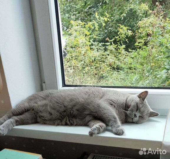 Кошка в дар