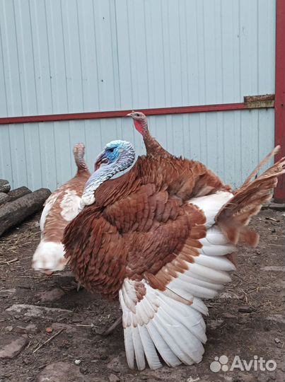 Индюки палевые
