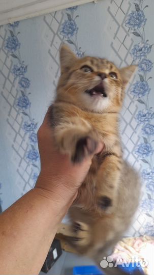 Котята-красавчики