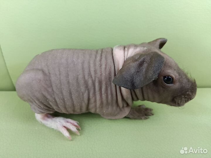 Морские свинки скинни мальчик малыш с доставкой