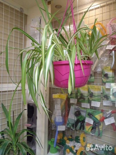 Хлорофитум