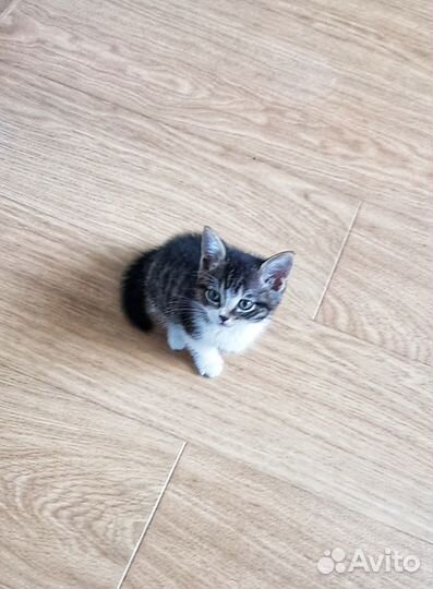 Хорошие котята в хорошие руки