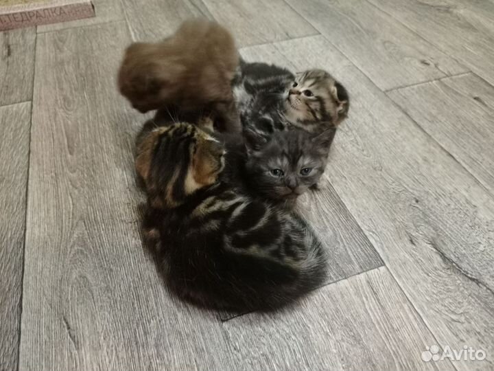 Шотландская