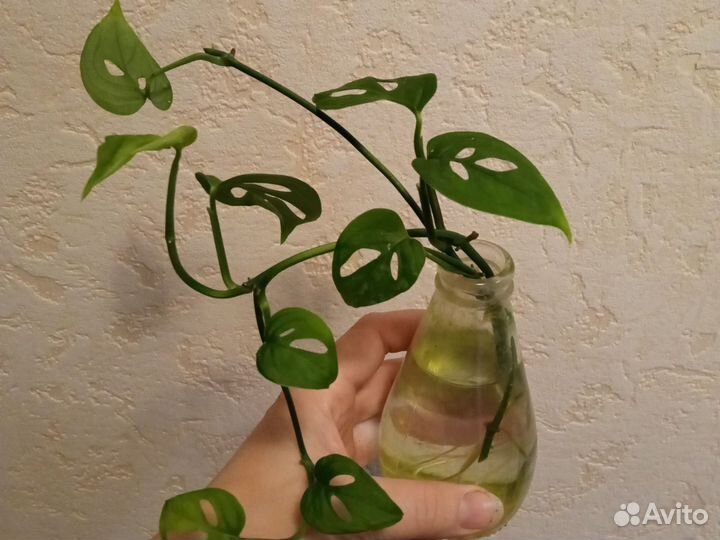 Сциндапсус мраморное яблоко, монстера манки, синг