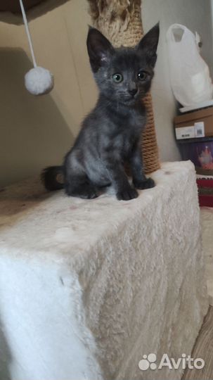 Котенок(мальчик)
