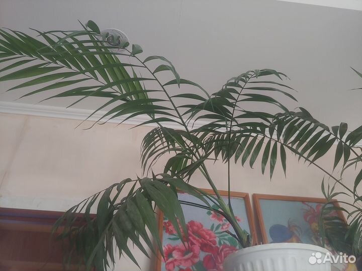 Комнатные цветы