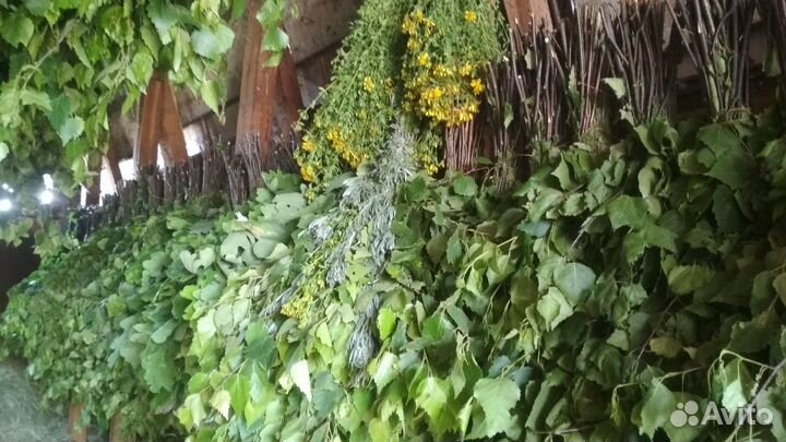 Банные веники Канадский,Чашуйчатый Дуб,Берёз