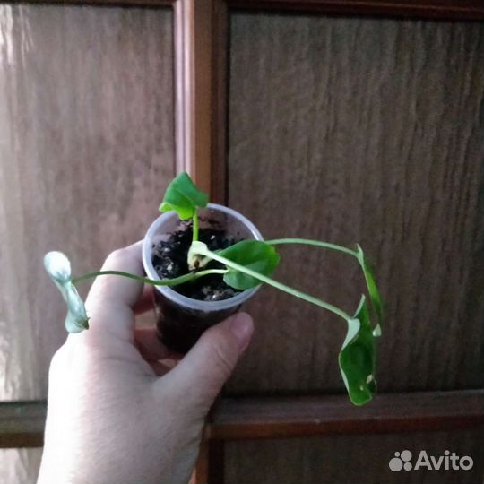 Цветы