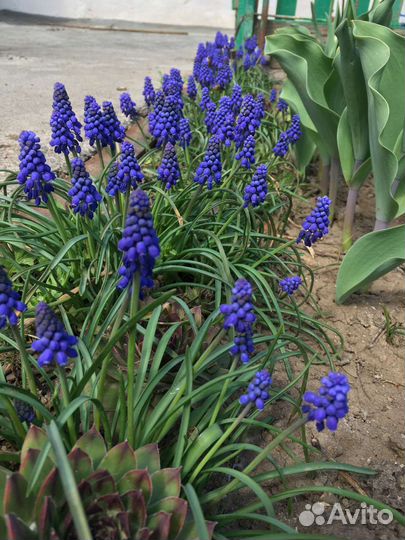 Луковицы мускариков