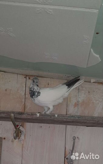 Будапештские высоколётные голуби