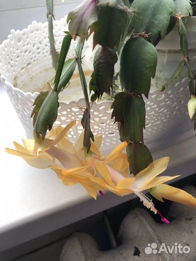 Декабрист желтый, красный, розовый