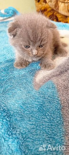 Котёнок шотланский вислоухий