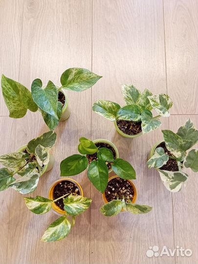 Сциндапсусы / эпипремнумы