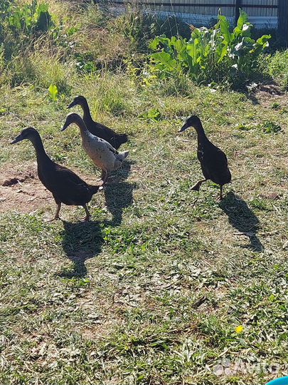Инкубационное яйцо индийский бегунок и мускусной