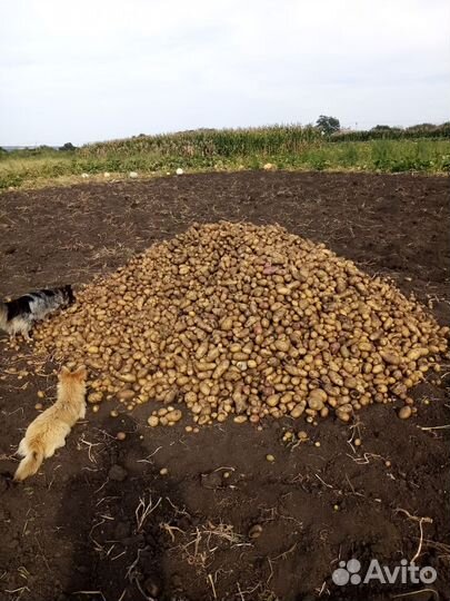 Продам картофель