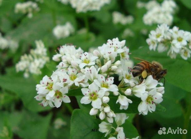Мед 24 года натуральный оптом
