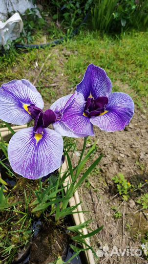 Ирисы