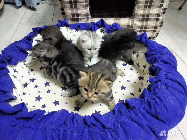 Шотландские котята