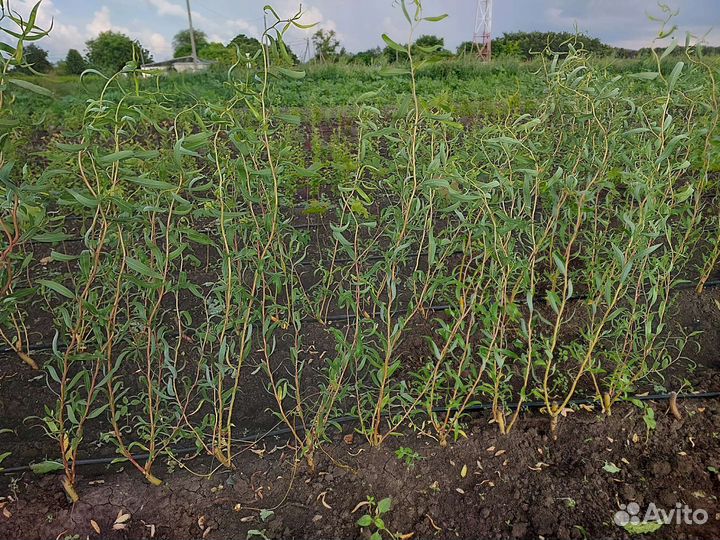 Ива матсудана (извилистая)