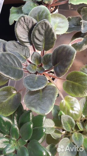 Фиалки стартеры