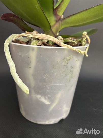 Орхидея фаленопсис