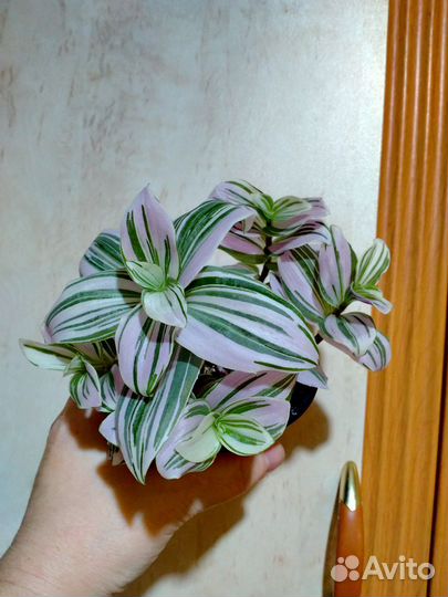 Эпипремнум,белопероне,филодендрон