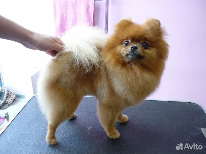 Стрижка собак и кошек