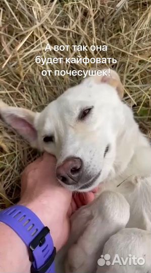 Собака в добрые руки