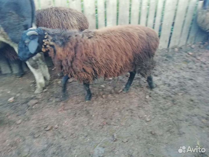 Быки, бараны, жеребчик