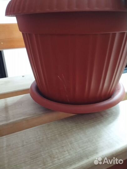 Сансевиерия