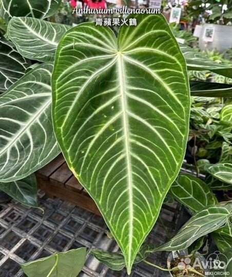 Антуриум Anthurium villenaorum