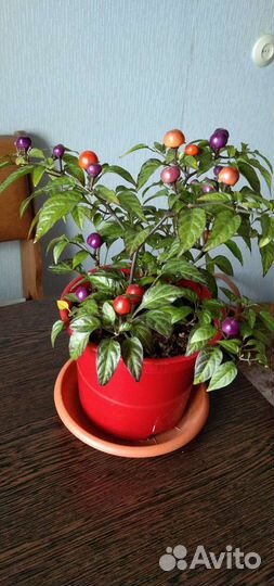 Перчик декоративный комнатный