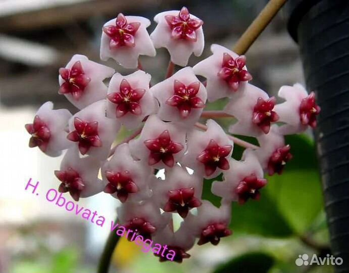 Хойя /Hoya Obovata var. Splash