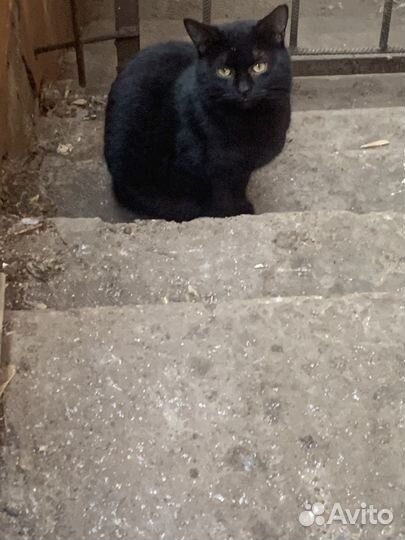 Кошка
