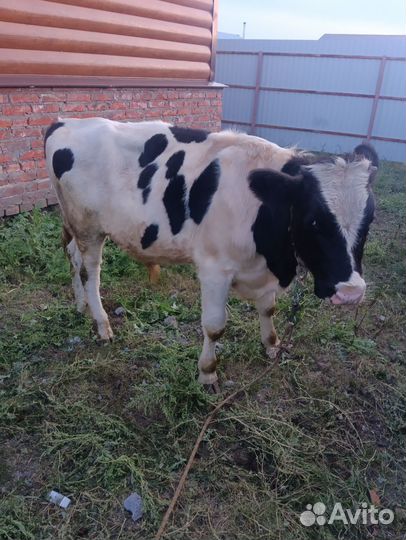 Телята бычки